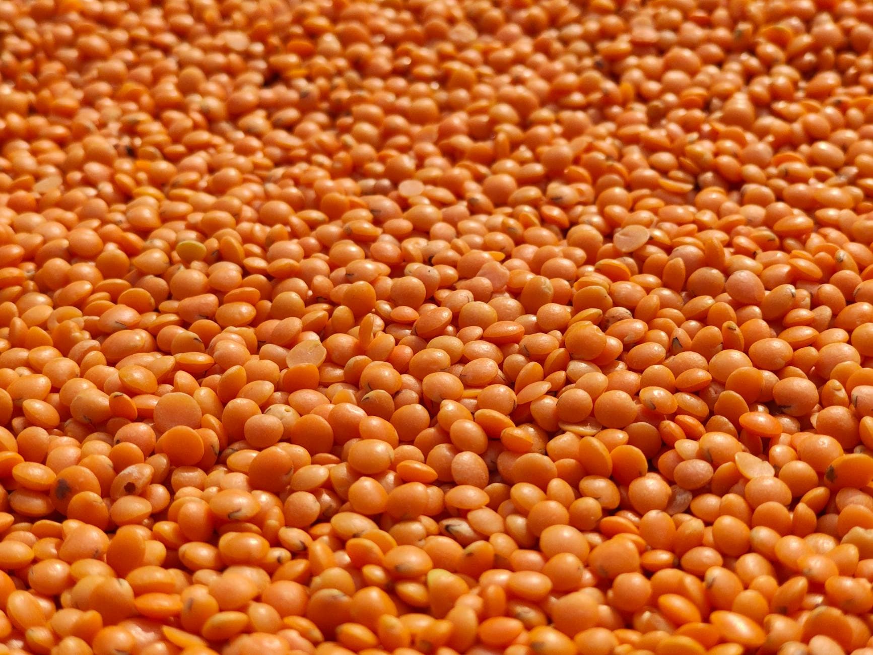 Plantebasert proteinpulver i en bolle med tørkede erter rundt